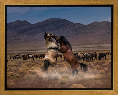 Desert Duel