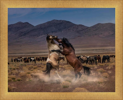 Desert Duel