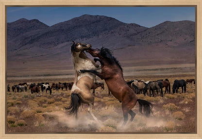 Desert Duel