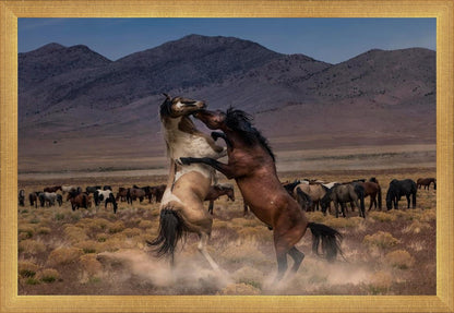 Desert Duel