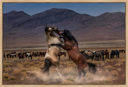 Desert Duel