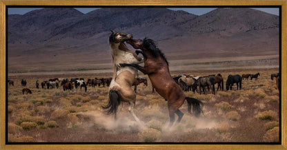 Desert Duel