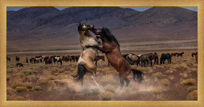 Desert Duel