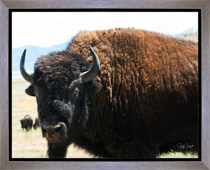 What Are You Looking At