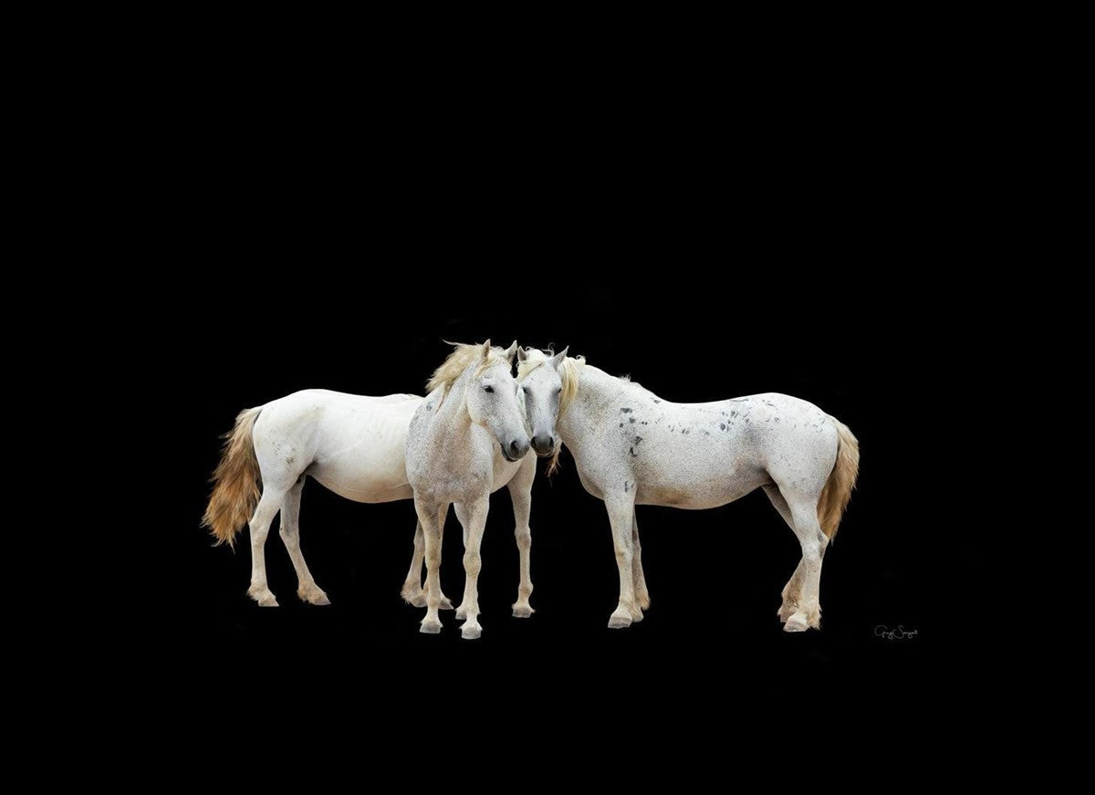 Three White Horses