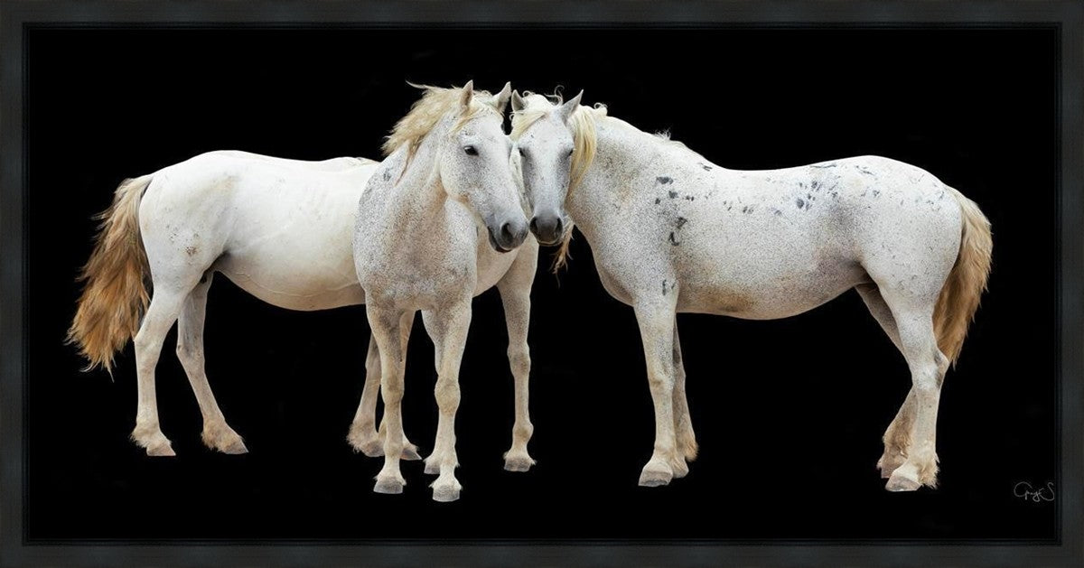 Three White Horses