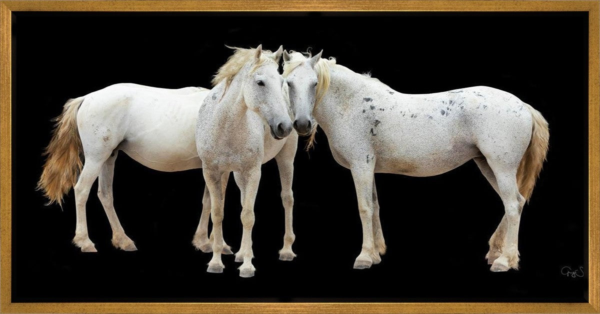 Three White Horses
