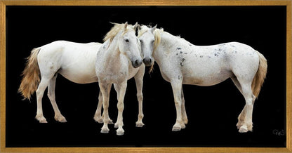 Three White Horses