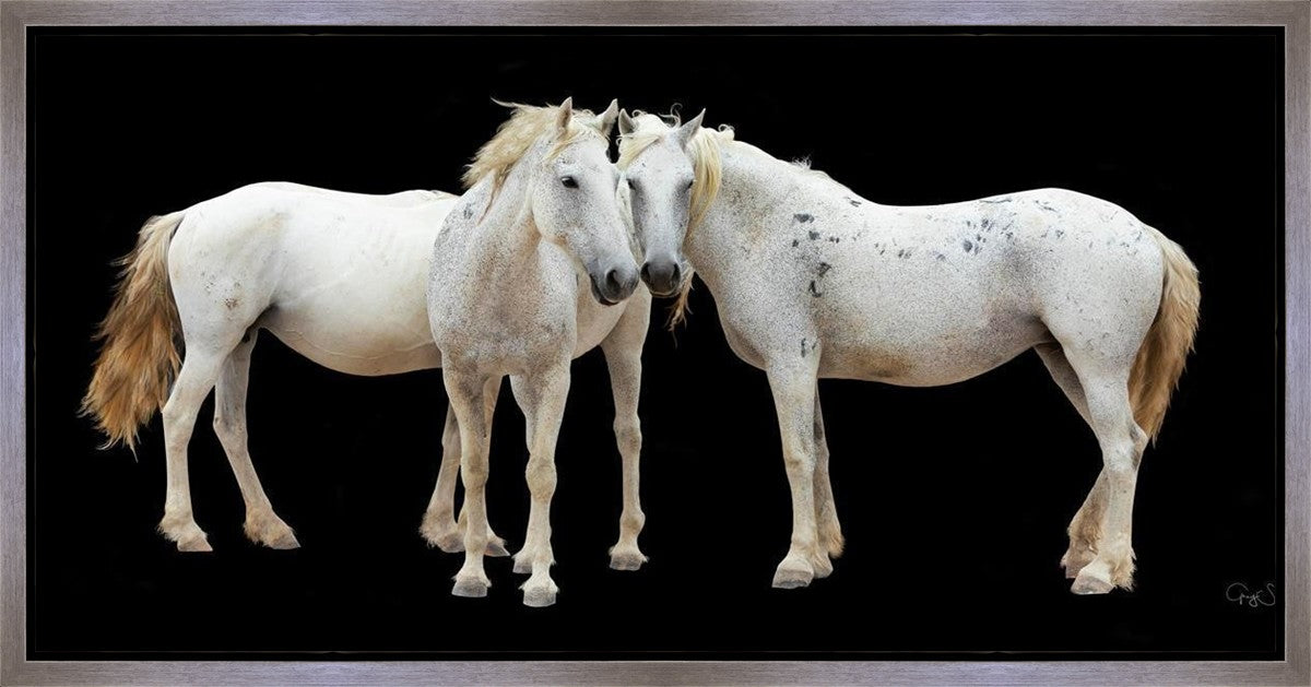 Three White Horses