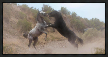 Fight In The Wash