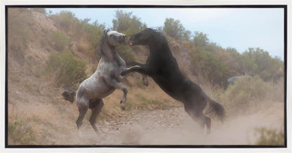 Fight In The Wash