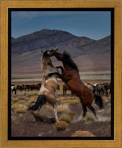 Desert Duel 1