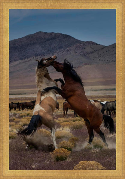 Desert Duel 1