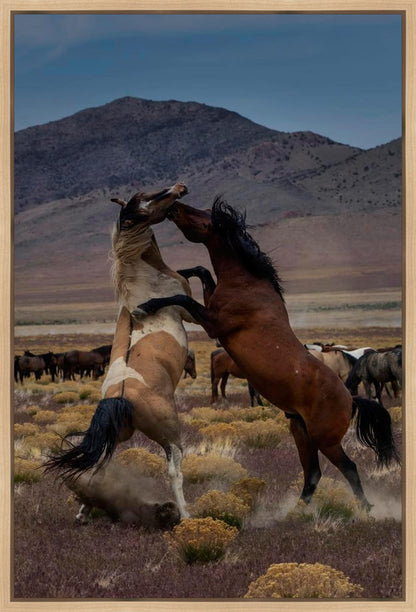 Desert Duel 1