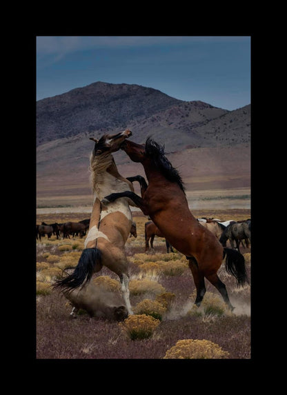 Desert Duel 1
