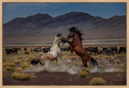 Desert Duel 5