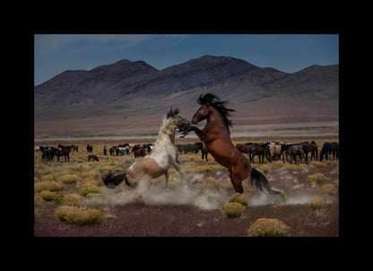 Desert Duel 5