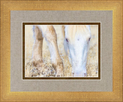 Dry Grass