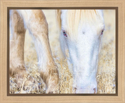 Dry Grass