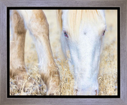 Dry Grass