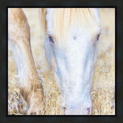 Dry Grass