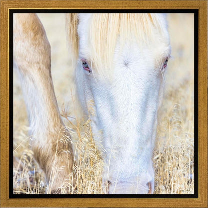 Dry Grass