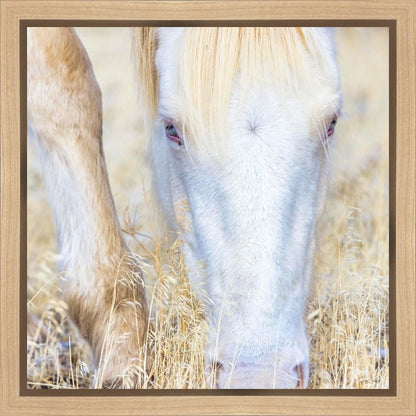 Dry Grass