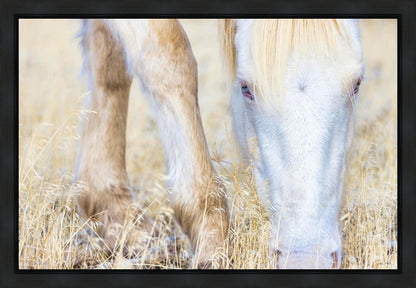 Dry Grass