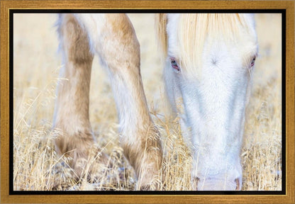 Dry Grass