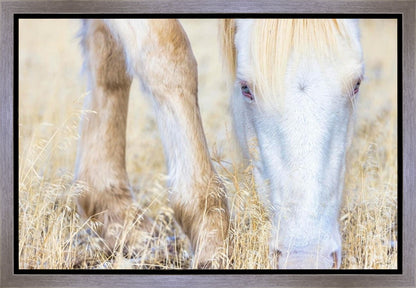 Dry Grass