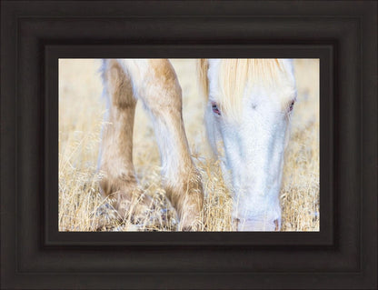 Dry Grass