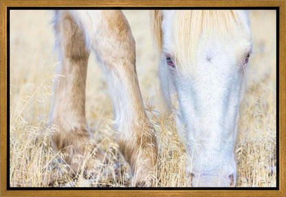 Dry Grass