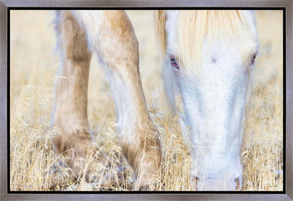 Dry Grass