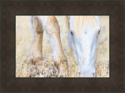 Dry Grass