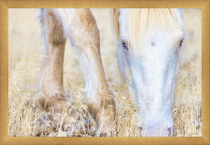 Dry Grass