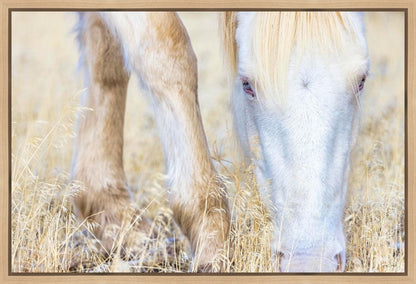 Dry Grass
