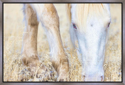 Dry Grass