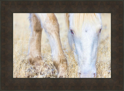 Dry Grass