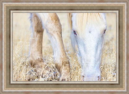 Dry Grass