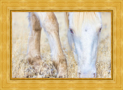 Dry Grass