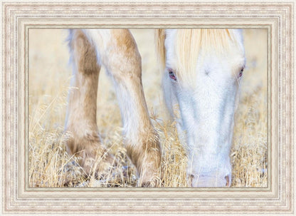 Dry Grass