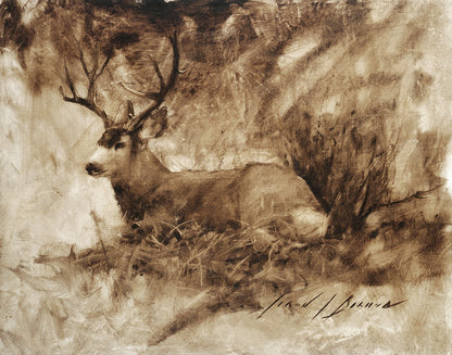 Bedded Buck Gallery Wrap