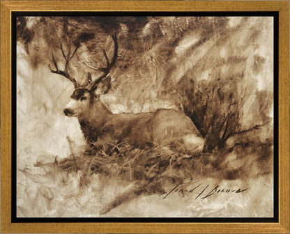 Bedded Buck Gallery Wrap
