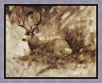 Bedded Buck Gallery Wrap