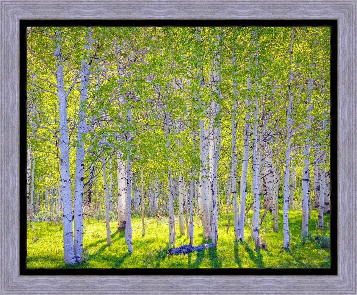 Early Morning Light in the Wasatch Backcountry