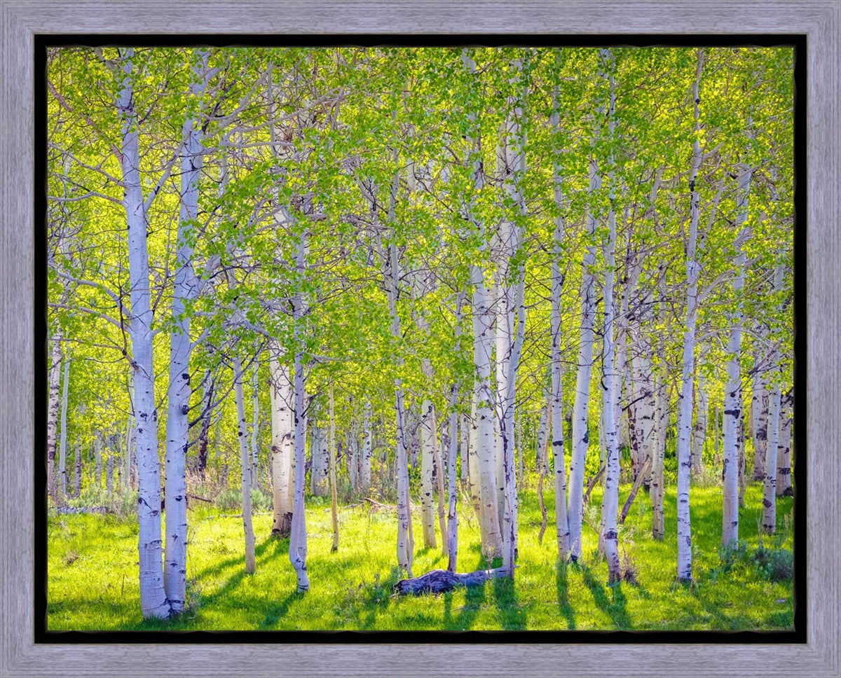 Early Morning Light in the Wasatch Backcountry