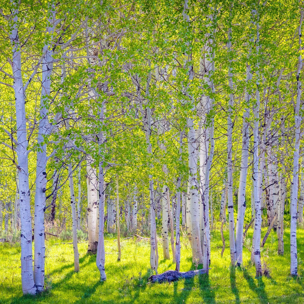 Early Morning Light in the Wasatch Backcountry