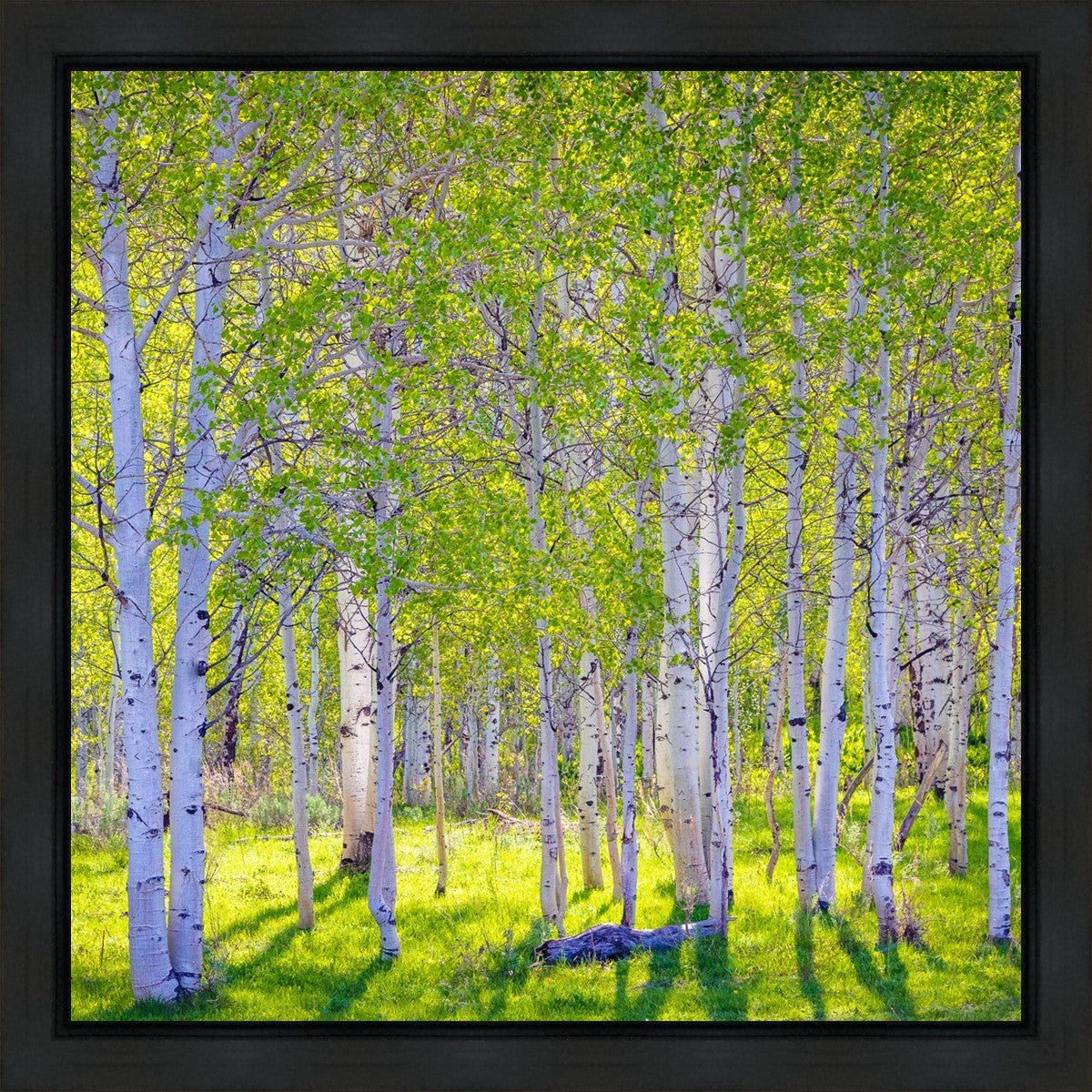 Early Morning Light in the Wasatch Backcountry