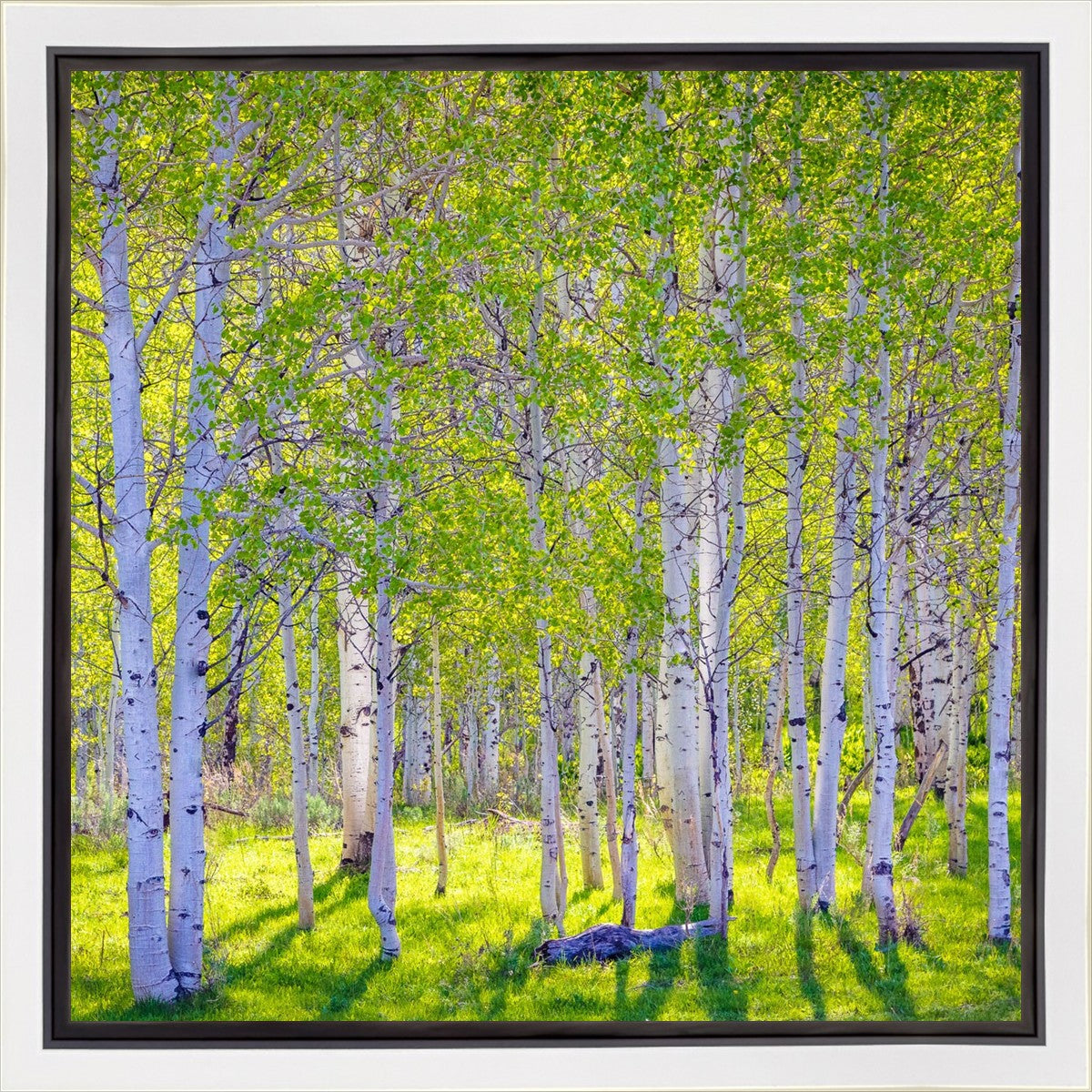 Early Morning Light in the Wasatch Backcountry