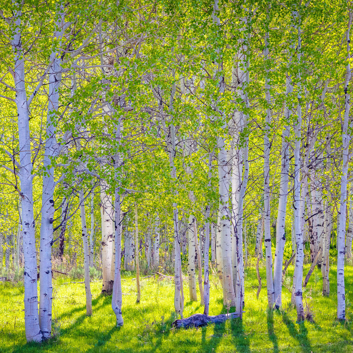 Early Morning Light in the Wasatch Backcountry